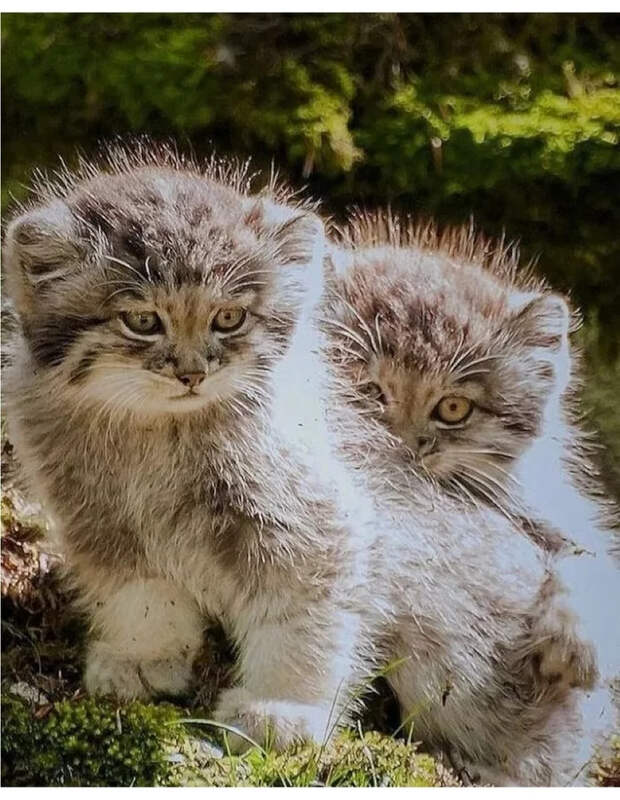 Маленькие большие кошки Большие кошки, Милота, Детеныш, Хищник, Животные, Дикие животные, Лев, Леопард, Гепард, Тигр, Пантера, Пума, Снежный барс, Ягуар, Манул, Каракал, Рысь, Фотография, Длиннопост