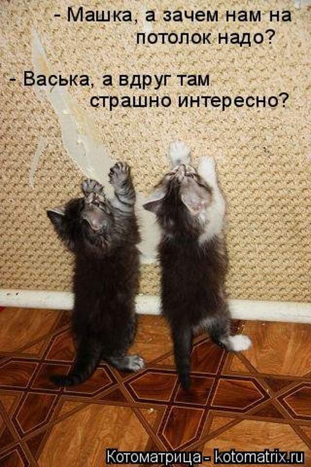Новая котоматрица (37 шт)