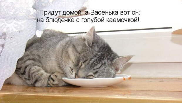 Котоматрицы (50 штук) Котоматрицы (50 штук)