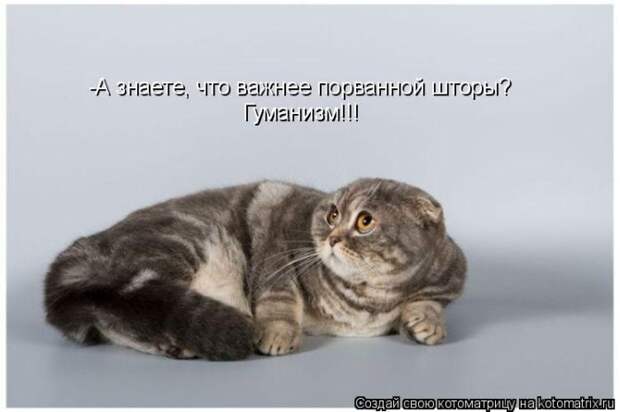 Лучшие котоматрицы недели (50 фото)