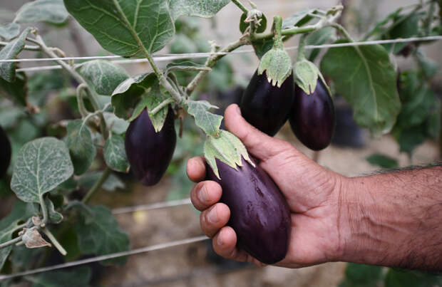 Как и когда сажать баклажаны для рассады в 2026 году: советы огородникам и лунный календарь