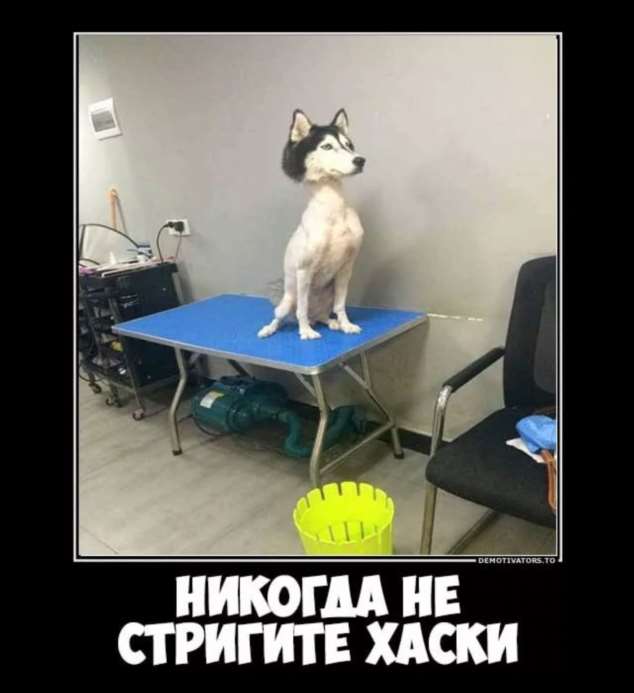 Демотиваторы про коронавирус с надписями. Подборка chert-poberi-dem-koronavirus-chert-poberi-dem-koronavirus-36320614122020-7 картинка chert-poberi-dem-koronavirus-36320614122020-7