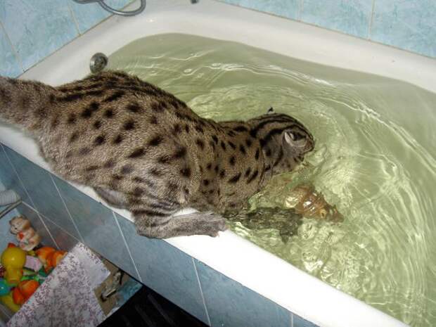 Вот это Котик . - Форум
