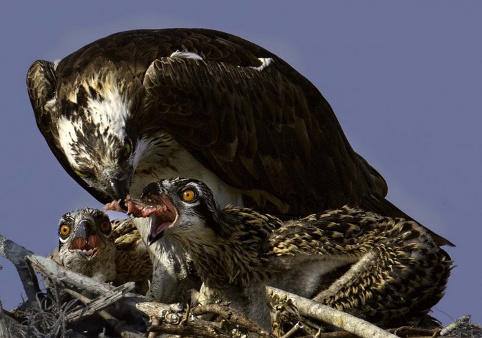 Все победители фотоконкурса «Focus on Nature 2014»