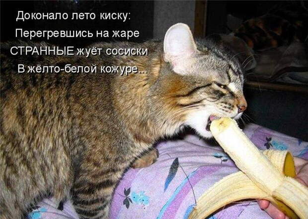 Котоматрицы (50 штук) Котоматрицы (50 штук)
