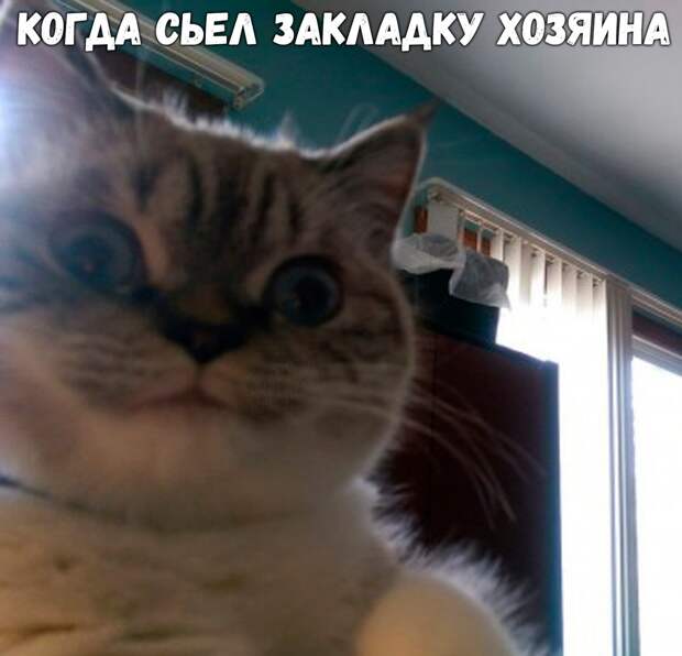 Подборка веселых картинок и свежих фото с надписями (11 фото) Подборка веселых картинок и свежих фото с надписями (11 фото)