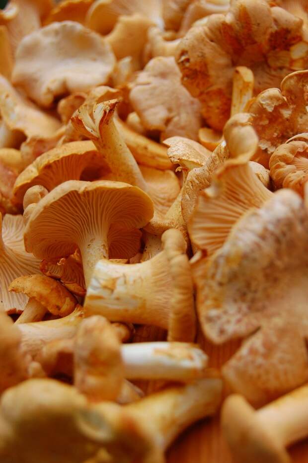mushrooms01 Топ 10 грибов: Короли леса