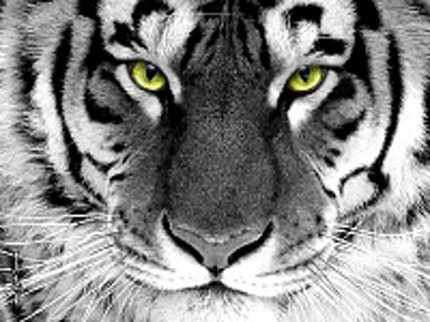 Белые тигры 5