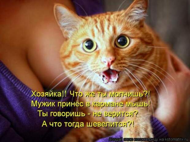 Котоматрицы(картинки с надписями)