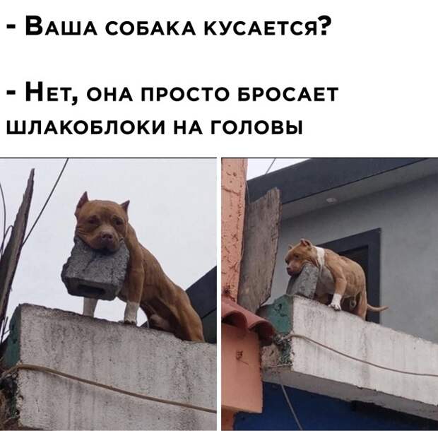 Смешные картинки 6 января 2021