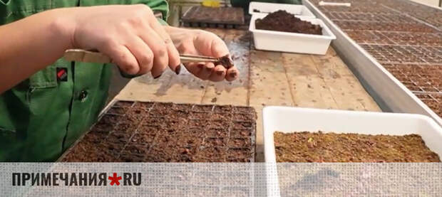 Этой весной в Симферополе высадят 25 тысяч цветов