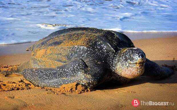 Лучшие ныряльщики среди животных: Морская кожистая черепаха