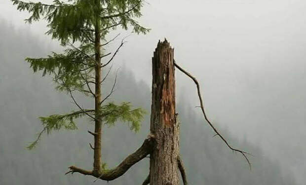 Туристы в лесу нашли елку, которая растет прямо из ветки другой елки