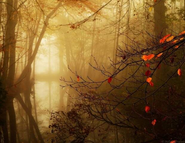 Осенние фотопейзажи Неллеке Питерс (Nelleke Pieters)