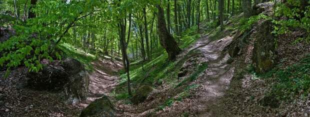 Экологическая катастрофа в уникальном крымском лесу (фото)