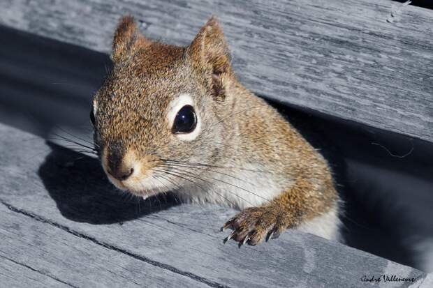 Фотография забавная жизнь белок Andre Villeneuve Фотография забавная жизнь белок Andre Villeneuve