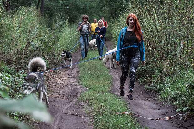 Дог-треккинг - когда не хозяин выгуливает собаку, а собака хозяина Фото: Светлана МАКОВЕЕВА