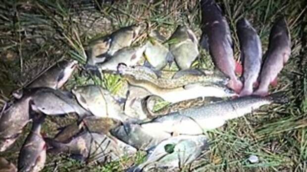 На Алтае браконьер за один заход наловил рыбы на 1 млн рублей