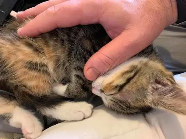 Спящий котенок Котенок спит