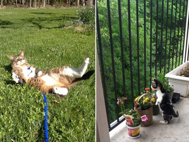 Кошки ,которые очень редко выходят из дома fun, cat