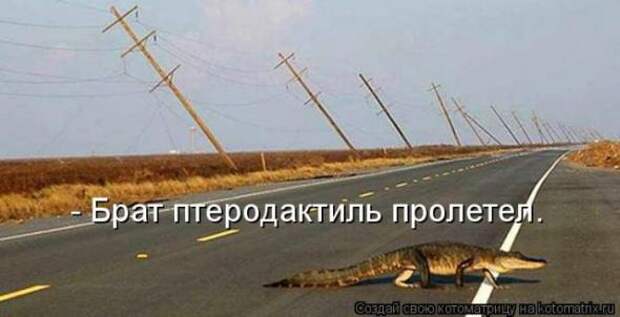 Котоматрицы(картинки с надписями)