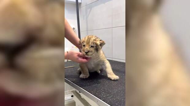 Росприроднадзор обратился в полицию из-за ролика со львенком в Петербурга