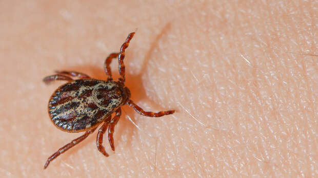Инфекционист Мескина рассказала о симптомах болезни Лайма