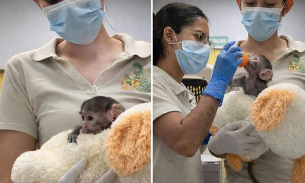 Подражатель Панча: в Мексике брошенная мамой обезьянка подружилась с плюшевой собакой