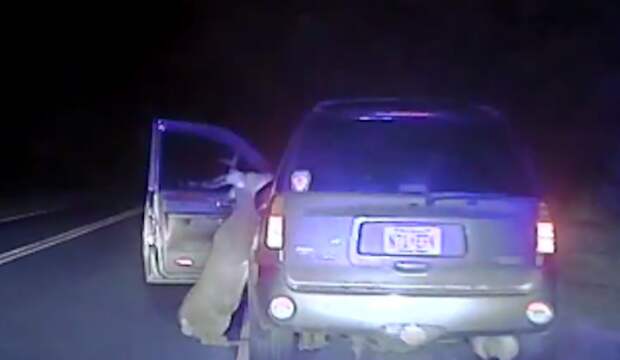 Behold, the moment a deer decided to give his killer a piece of his antlers after being struck on a road in New Jersey.