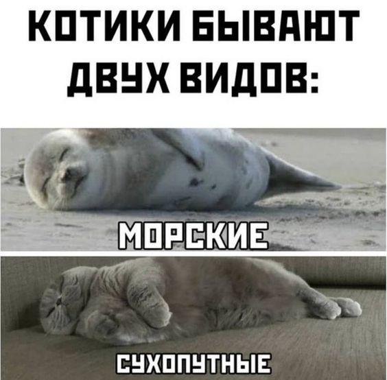 Самые смешные свежие картинки с надписями (четверг)