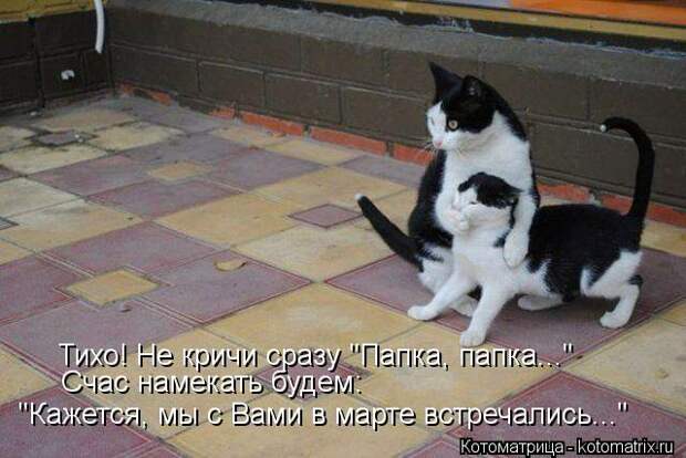 kotomatritsa_Pm (640x428, 51Kb)