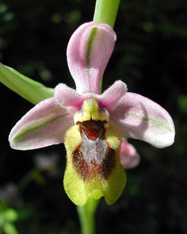 Ophrys Tenthredinifera интересное, красота, орхидеи, флора, цветы