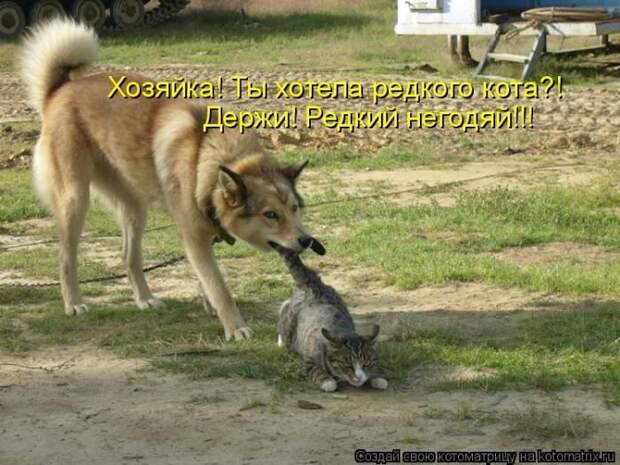 Котоматрицы великолепные, каждая с кусочком позитива и хорошего настроения!!!