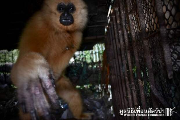 Золотистый ребёнок жил в мешке мусора 10 лет! Его владельцы вызвали спасателей от отчаяния животные, история, спасение