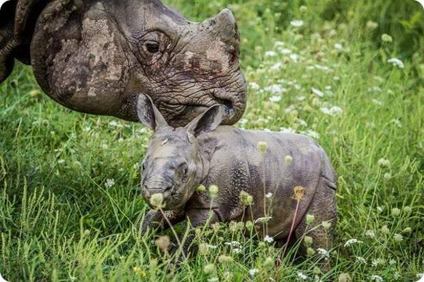 В сафари-парке The Wilds родился индийский носорог