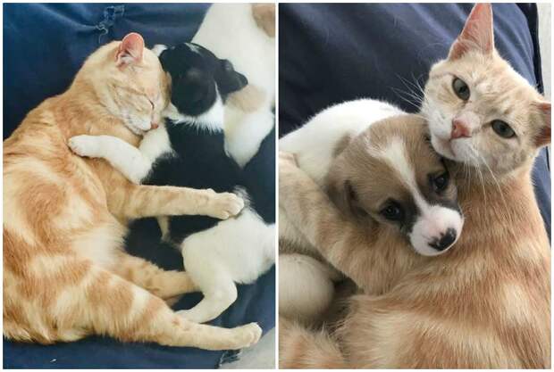 Кошка потеряла своих котят, но заменила маму осиротевшим щенкам Кошка потеряла своих котят, но заменила маму осиротевшим щенкам