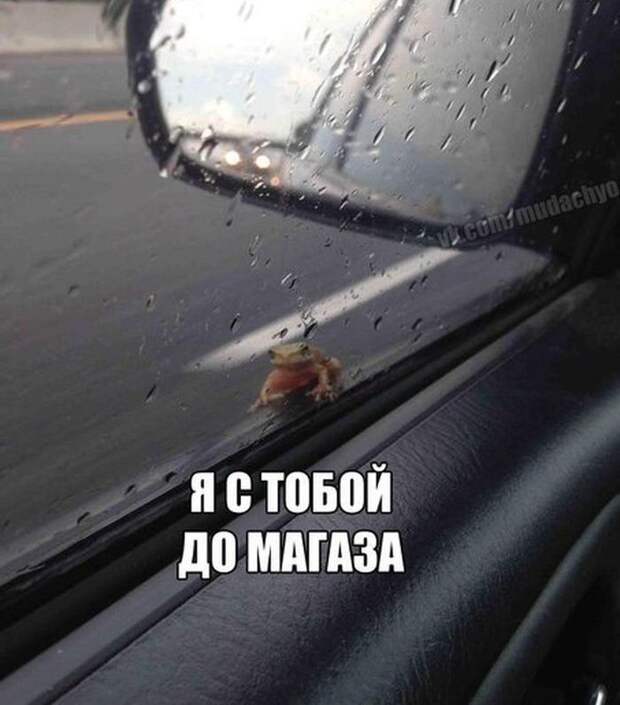 Смешные картинки с подписями