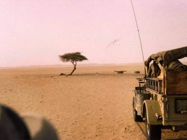 Дерево Тенере. История о том, как можно врезаться в единственное дерево в пустыне