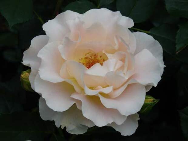 b_3031 (600x450, 20Kb)