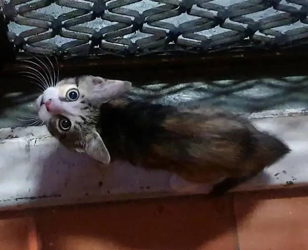 Котенок смотрит вверх Котенок стоит