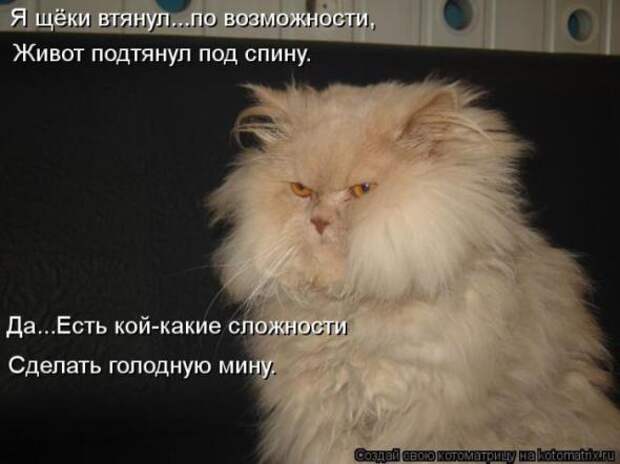 Котоматрицы(картинки с надписями)