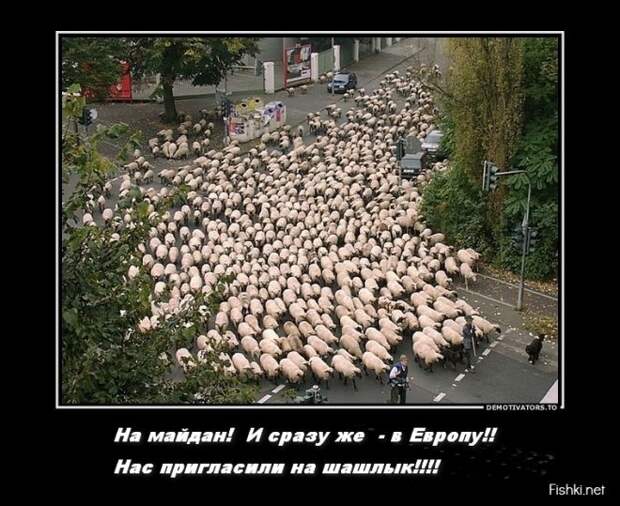Загон баранов уже начался