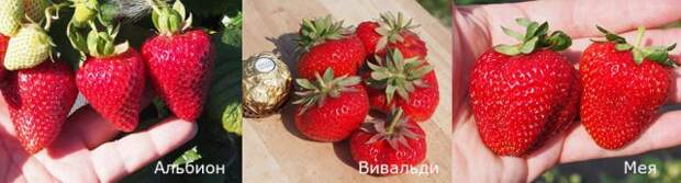 новые сорта земляники