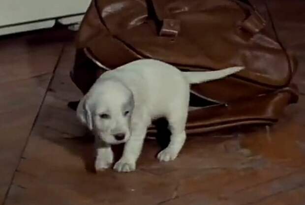 Почему в СССР нельзя было держать больше одной собаки или кошки в квартире?