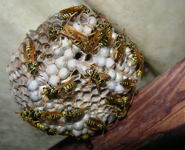Осы и гнездо - Разное !--if(Пчеловодство)--- Пчеловодство!--endif-- - Фотоальбомы - Наше пчеловодство