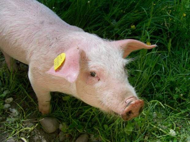 Впервые в мире в США врачи пересадили пациенту сердце свиньи