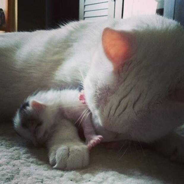 Без кота и жизнь не та