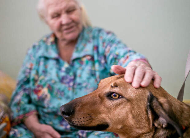 Собаки могут подарить пожилым людям массу положительных эмоций