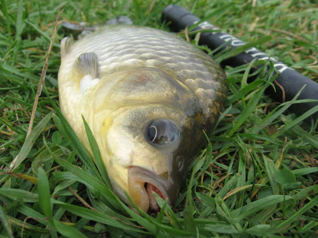 осенний улов