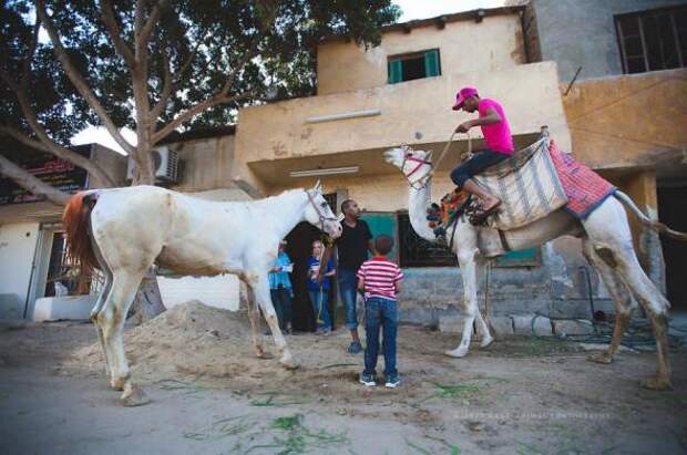 Правда жизни лошадей в Египте